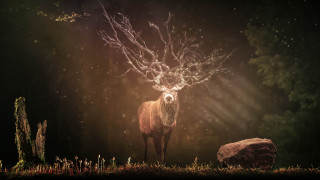 Deer forest antlers rock magic - dan hillier free wallpaper