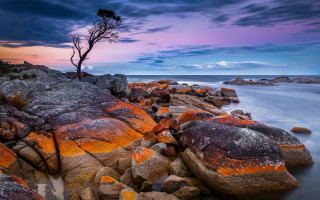 Mystical tree rock ocean sunset - a purple sky free wallpaper