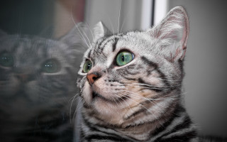 Cat reflection green eyes lion - itself free wallpaper