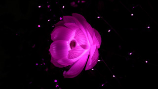 Large pink flower glowing hologram - amano free wallpaper for desktop