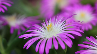 Purple white yellow closeup flower - a yellow center in the center of the flower free wallpaper