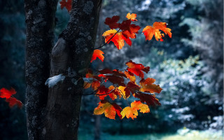 Autumn leaves blurry background tree - a tree free wallpaper