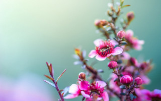 Cherry blossom macro flower blurry - cindy wright free wallpaper for desktop