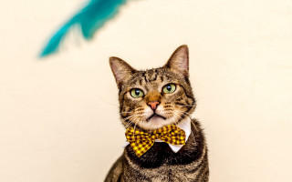 Black cat bow tie feather - a wall behind free wallpaper