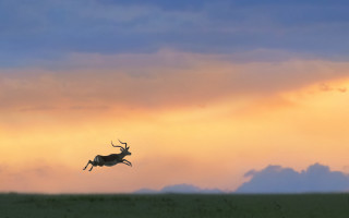 Deer leaping cloudy sky sunset - a deer free wallpaper