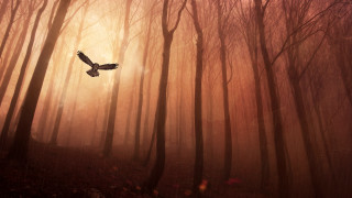 Bird flying forest fog sunset - godray free wallpaper