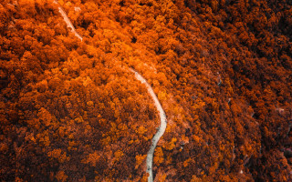 Winding road forest orange trees - winding free wallpaper for desktop