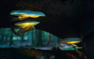 Mushrooms glowing tree trunk forest - arie smit free wallpaper
