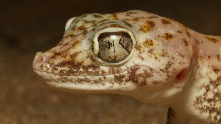 Cricorps gregoire small animal hole - a hole free wallpaper