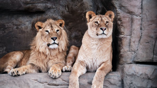 Two lions rock zoo enclosure - two lion free wallpaper
