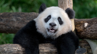 Panda sitting tree branch mouth - a panda bear free wallpaper