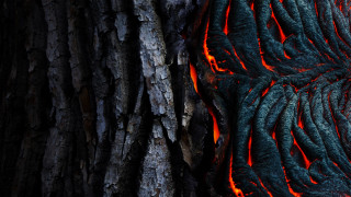 Tree fire bark matte forest - a close up of a tree trunk free wallpaper