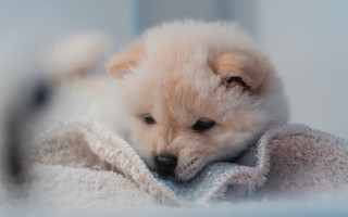 Small white dog blanket bed - a small white dog free wallpaper
