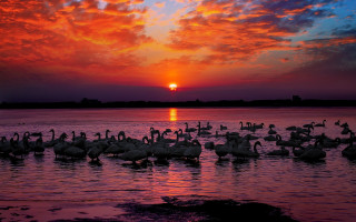 Swans lake sunset clouds embers - the sun free wallpaper for desktop