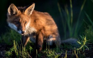 Red fox grass bamboo nature - a red fox free wallpaper
