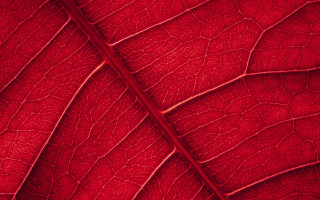 Red leaf veins fence rose - slight free wallpaper
