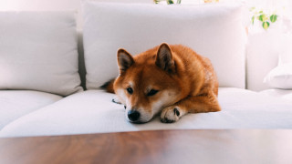 Dog couch shiba inu realistic - dan content free wallpaper for desktop