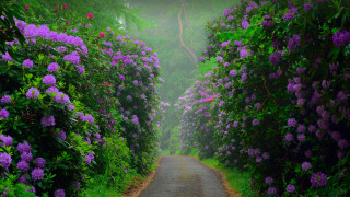 Purple flowers road garden tunnel - nature free wallpaper