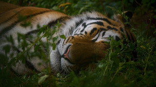 Tiger resting blurry nature jigsaw - its eye free wallpaper
