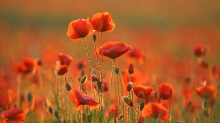 Red flower field blurry background - a yellow sky in the background free wallpaper