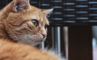 Cat sitting table distant view - something free wallpaper for desktop