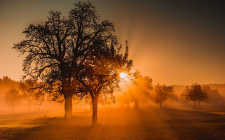 Field trees sunset fog light - tree and a sun free wallpaper