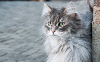 Cat green eyes wall serious - silver free wallpaper for desktop