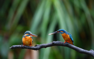 Colorful birds branch bokeh nature - two colorful bird free wallpaper