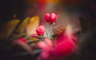 Red flower leaves blurry background - a blurry image free wallpaper