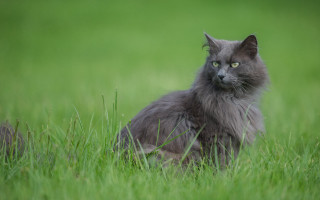 Serious cat in grass nature - grass free wallpaper for desktop
