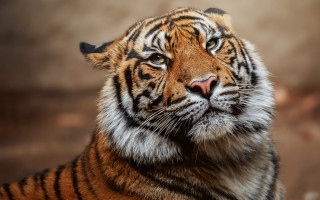 Tiger closeup blurry background male - david imms free wallpaper for desktop