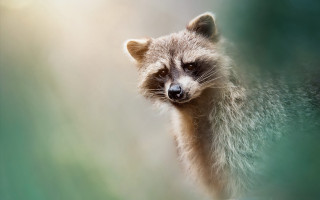 Raccoon camera blurry grass trees - a raccoon free wallpaper