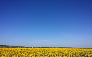 Sunflower field blue sky plane - a plane in the distance free wallpaper