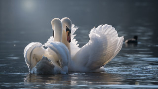 Swans waterspreading naturallove beachhorizon ripples - two swan free wallpaper