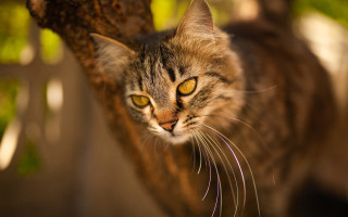 Cat looking up bokeh macro - a tree branch free wallpaper for desktop