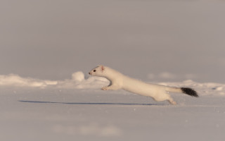 White animal running snow daytime - brian snøddy free wallpaper