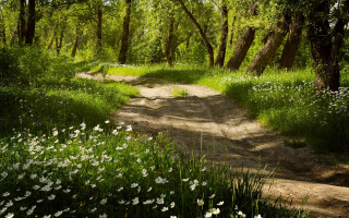 Dirt road forest white flowers - unreal engine 5 free wallpaper
