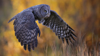 Large owl flying wings portrait - a large owl free wallpaper