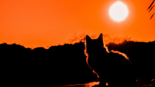 Cat sunset mountains sky fire - the sunset free wallpaper