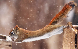 Squirrel snow aurora starry night - its tail free wallpaper