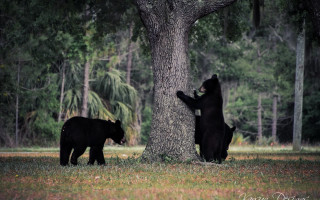 Black bears woods tree nature - wildlife photography free wallpaper