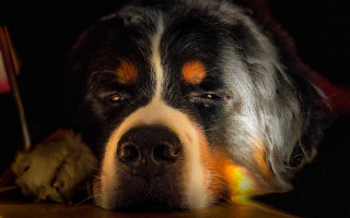 Dog laying table flag photorealism - chiaroscuro free wallpaper