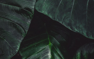 Green leaf black background white 2 - on free wallpaper