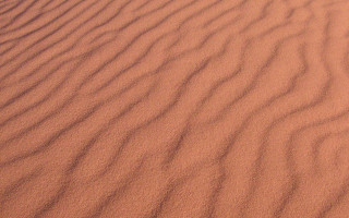 Desert sand bird top ground - sand free wallpaper