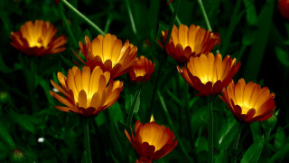 Orange flower field blurry background 2 - orange flower free wallpaper for desktop
