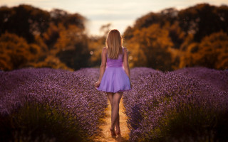 Lavender field woman purple dress - cindy wright free wallpaper