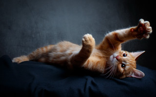 Cat arabesque glamor shiba inu - the cat free wallpaper