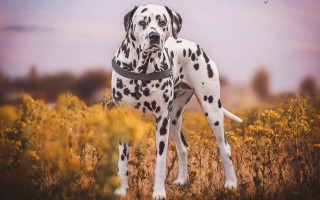 Dalmatian field flowers bird autumn - a dalmatian dog free wallpaper
