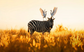 Zebra birds autumn fire sunset - a zebra free wallpaper