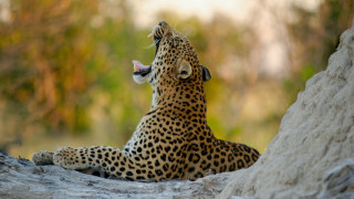 Leopard rock looking up mouth - a leopard free wallpaper